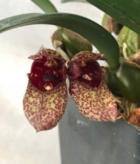 Bulbophyllum bootanoides (mounted)